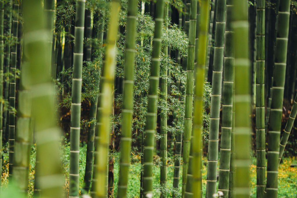 Bamboo as One of the Most Eco-friendly Construction Material