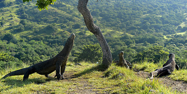The  Komodo dragon, Varanus komodoensis, on island Rinca. Is the biggest living lizard in the world, Indonesia.